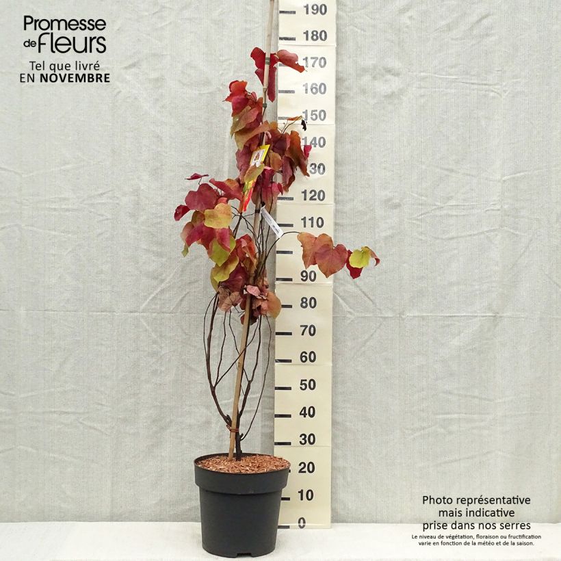 Esemplare di Cercis canadensis Eternal Flame - Albero di Giuda Vaso da 12L/15L come consegnato in autunno
