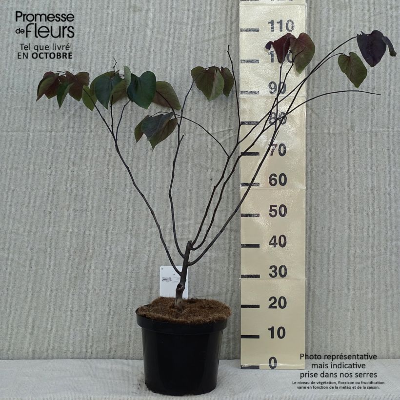Esemplare di Cercis canadensis Forest Pansy - Albero di Giuda Vaso da 7,5L/10L come consegnato in autunno