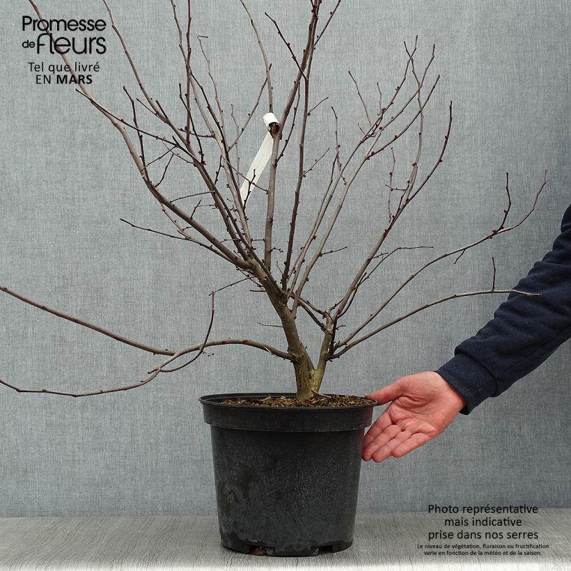 Cercis canadensis Heart of Gold - Albero di Giuda Vaso da 7,5L/10L esemplare consegnato in inverno