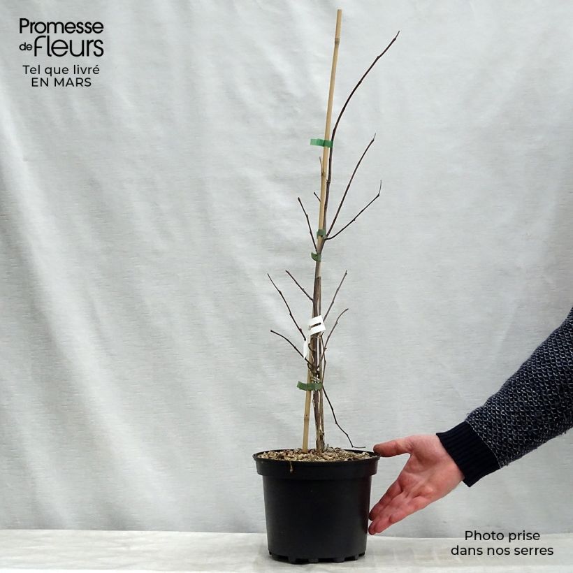 Cercis canadensis Heart of Gold - Albero di Giuda Vaso da 4L/5L esemplare consegnato in primavera