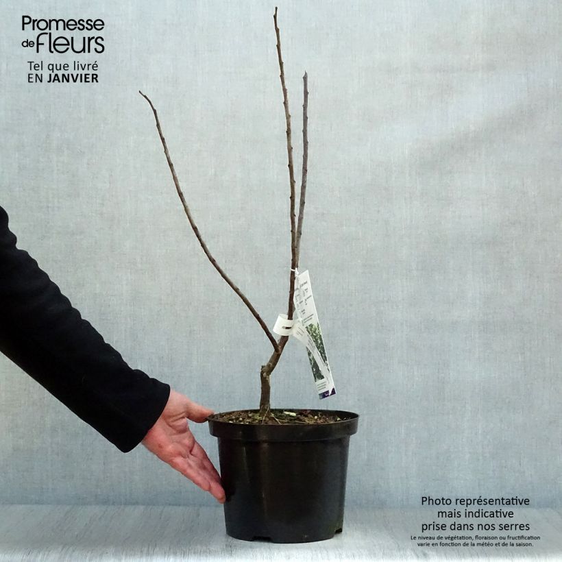 Cercis canadensis Little Woody - Albero di Giuda Vaso da 3L/4L esemplare consegnato in inverno