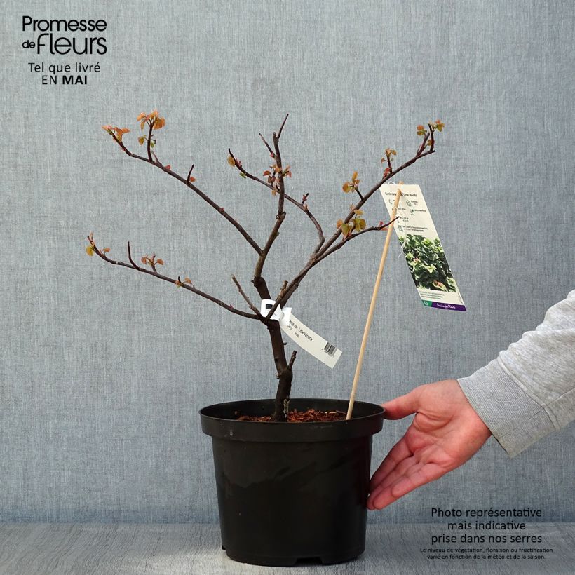 Cercis canadensis Little Woody - Albero di Giuda Vaso da 3L/4L esemplare consegnato in primavera
