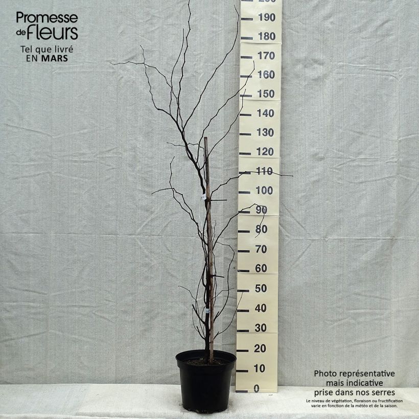 Cercis canadensis The Rising Sun - Albero di Giuda Vaso da 6L/7L esemplare consegnato in inverno