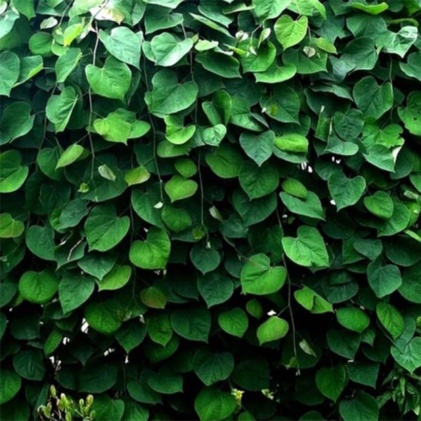 Cercis canadensis Vanilla Twist - Albero di Giuda (Fogliame)