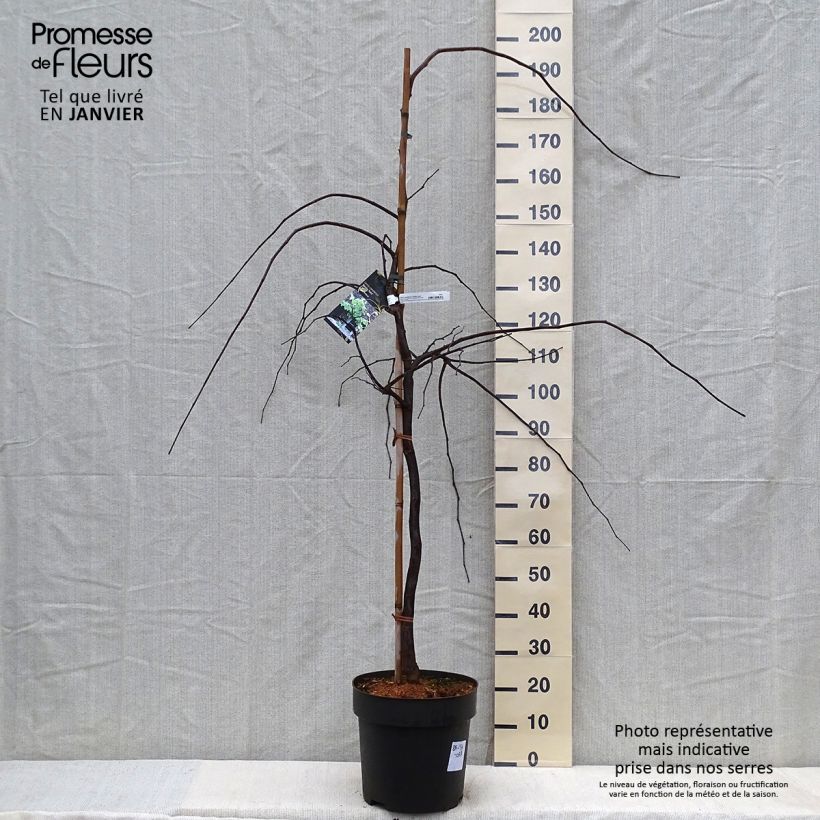 Cercis canadensis Vanilla Twist - Albero di Giuda Vaso da 4L/5L esemplare consegnato in inverno