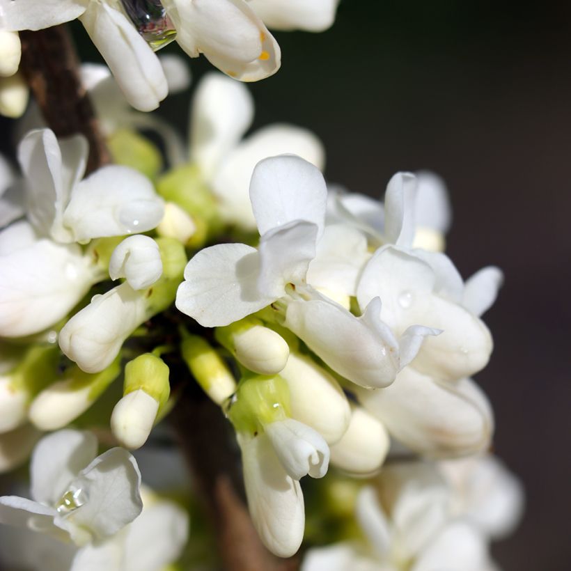 Cercis canadensis Vanilla Twist - Albero di Giuda (Fioritura)