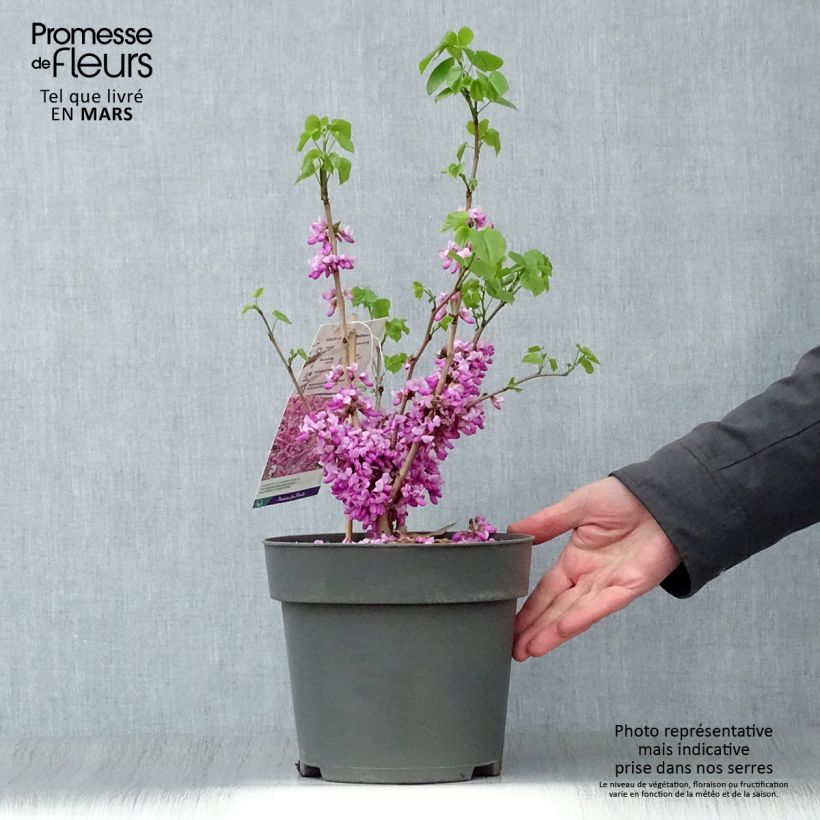 Cercis chinensis Avondale - Albero di Giuda cinese Vaso da 4L/5L esemplare consegnato in primavera