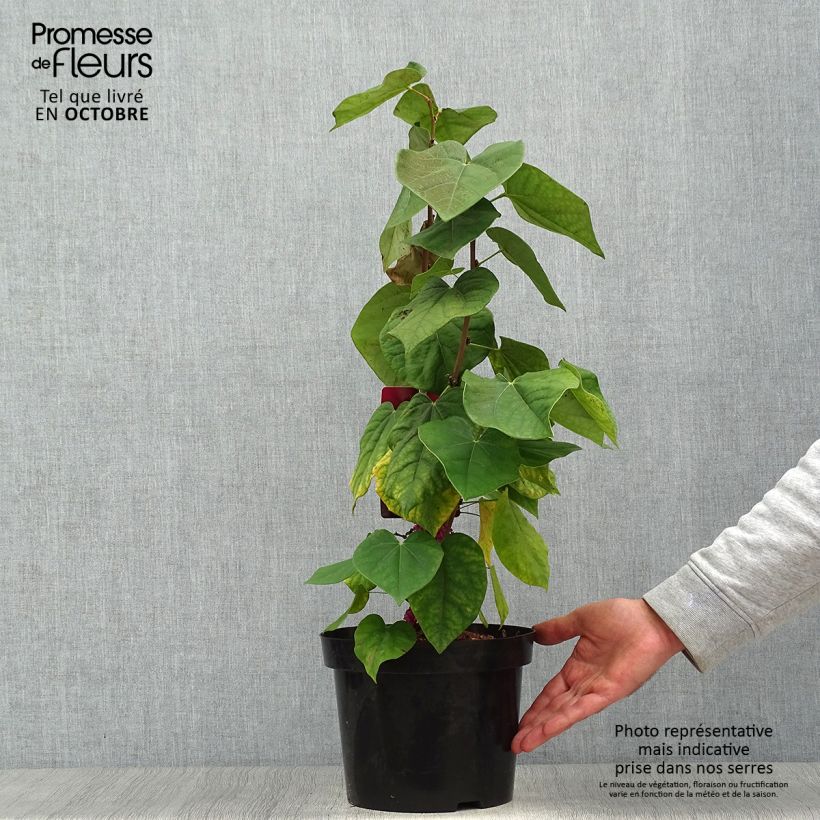 Esemplare di Cercis chinensis Avondale - Albero di Giuda cinese Vaso da 4L/5L come consegnato in autunno