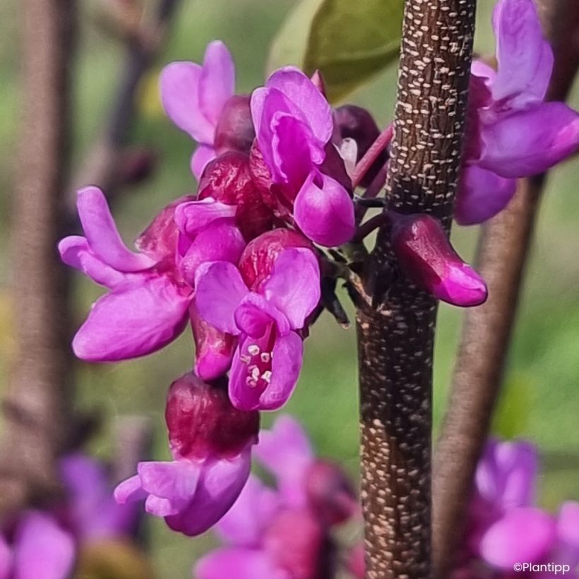 Cercis griffithii Blue Lagoon - Albero di Giuda (Fioritura)