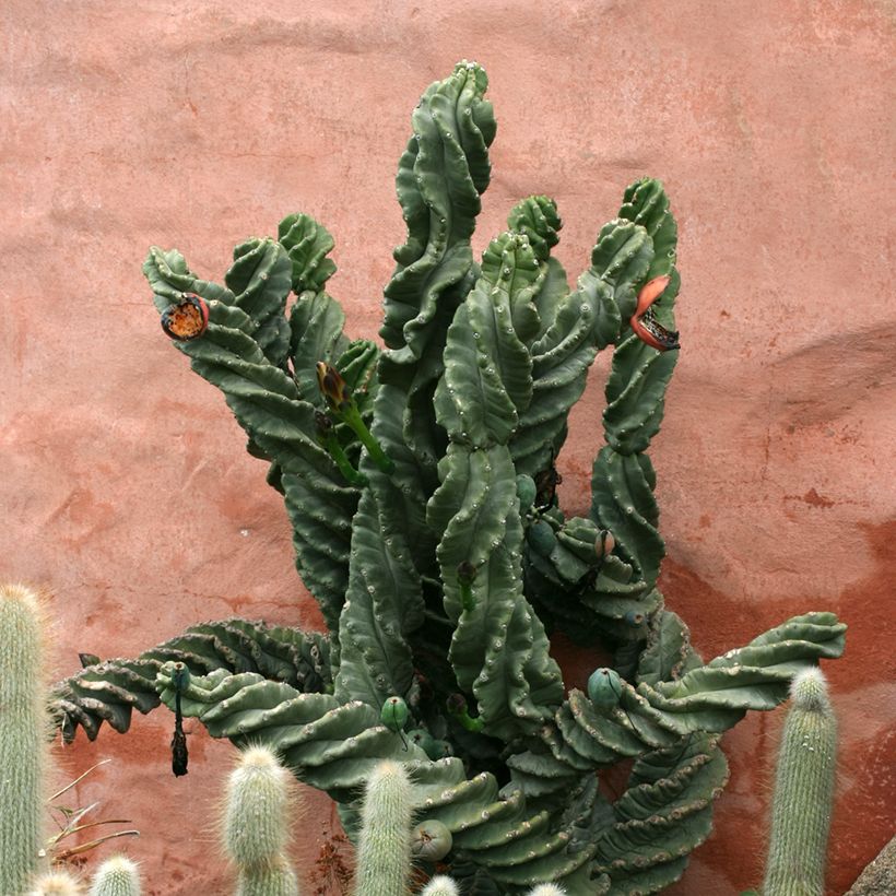 Cereus forbesii Spiralis (Porto)