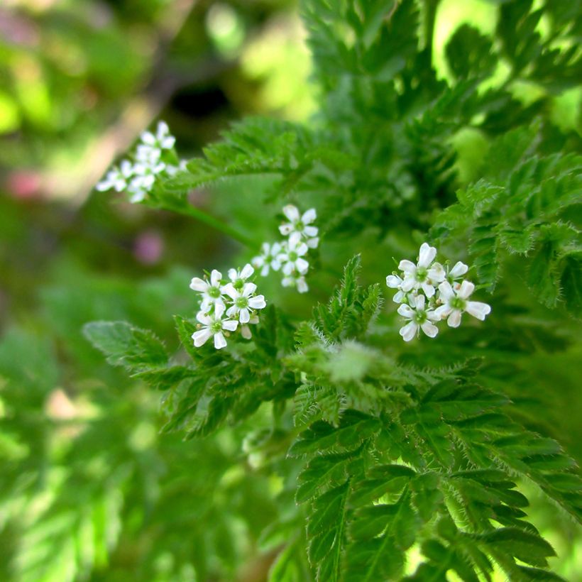 Cerfoglio comune - Vilmorin (Fioritura)