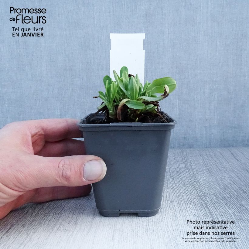 Cerinthe glabra - Erba-vajola alpina Vasetto da 8/9 cm esemplare consegnato in inverno