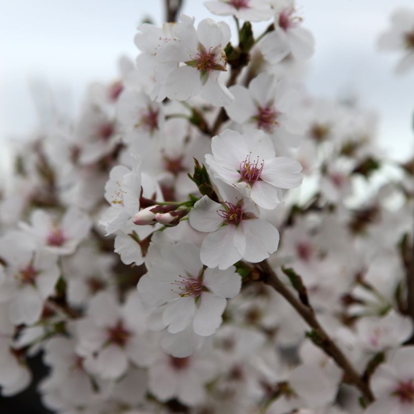 Prunus Royal Flame - Ciliegio da fiore (Fioritura)
