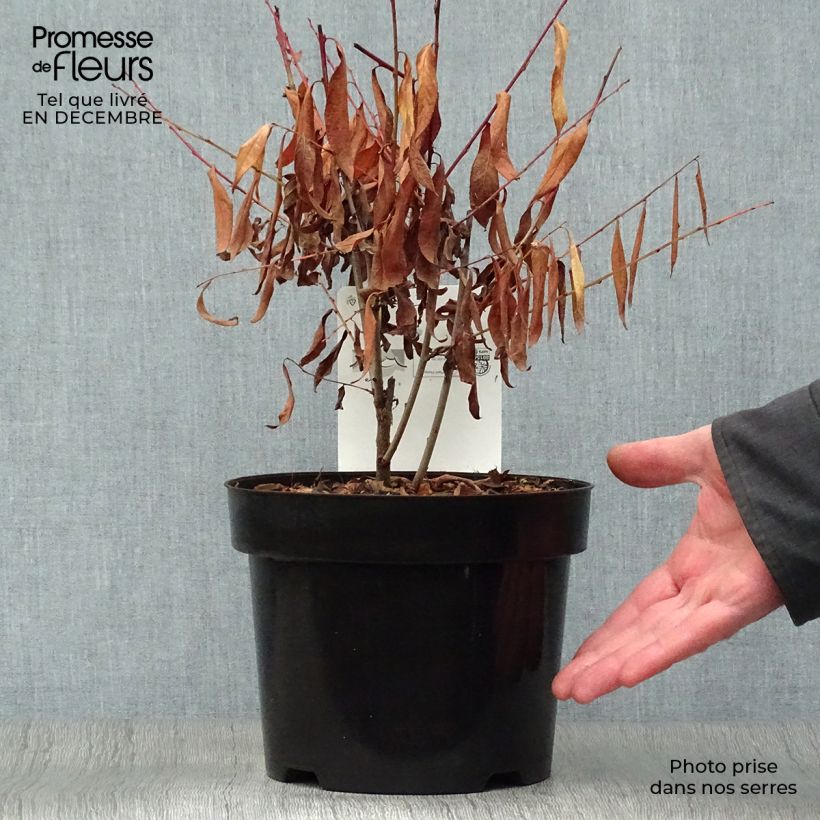 Prunus glandulosa Alba Plena - Ciliegio da fiore Vaso da 2L/3L esemplare consegnato in inverno