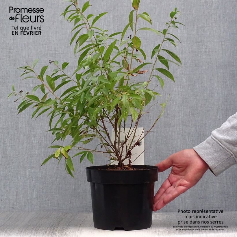 Esemplare di Prunus glandulosa Alba Plena - Ciliegio da fiore Vaso da 2L/3L come consegnato in autunno