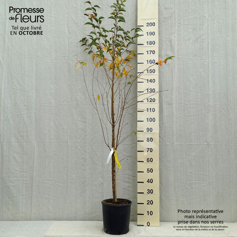 Esemplare di Prunus Pandora - Ciliegio da fiore Vaso da 12L/15L come consegnato in autunno