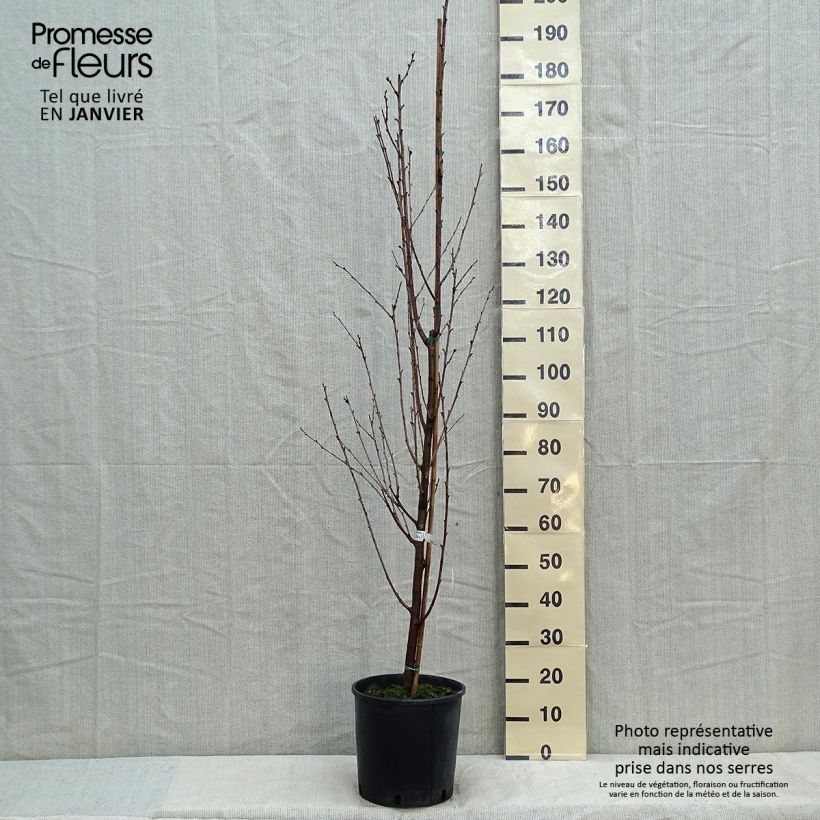 Prunus Umineko - Ciliegio da fiore Vaso da 12L/15L esemplare consegnato in inverno