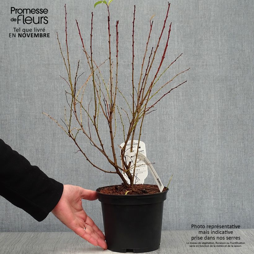 Esemplare di Prunus glandulosa Rosea Plena - Ciliegio da fiore Vaso da 3L/4L come consegnato in autunno