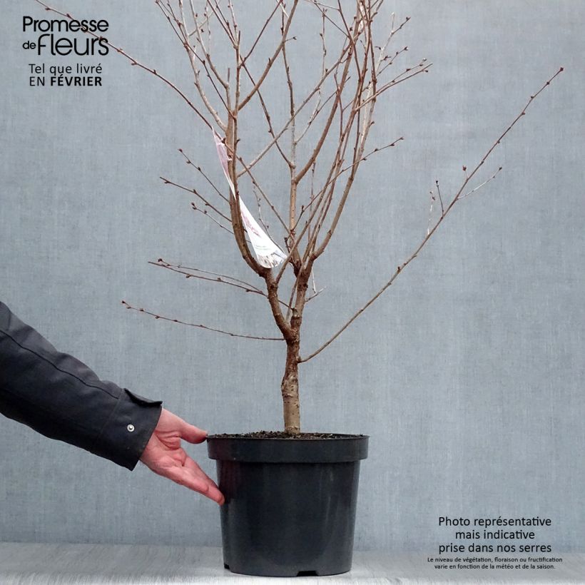 Prunus nipponica var. kurilensis Ruby - Ciliegio da fiore Vaso da 7,5L/10L esemplare consegnato in inverno
