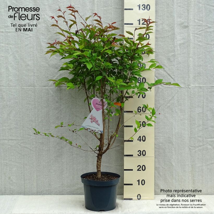 Prunus nipponica var. kurilensis Ruby - Ciliegio da fiore Vaso da 7,5L/10L esemplare consegnato in primavera