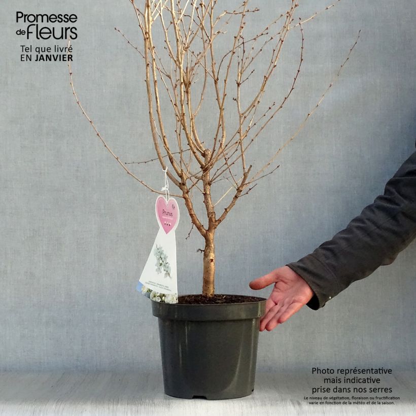 Prunus nipponica var. kurilensis Brillant - Ciliegio da fiore Vaso da 2L/3L esemplare consegnato in inverno