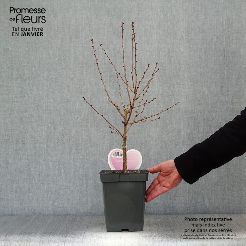 Prunus nipponica var. kurilensis Brillant - Ciliegio da fiore Vaso da 4L/5L esemplare consegnato in inverno