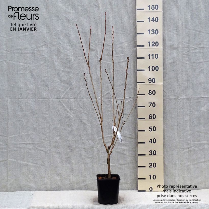 Prunus serrulata Pink Perfection - Ciliegio da fiore Vaso da 4L/5L esemplare consegnato in inverno
