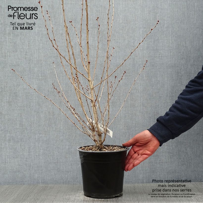 Prunus subhirtella Fukubana - Ciliegio da fiore Vaso da 4L/5L esemplare consegnato in inverno