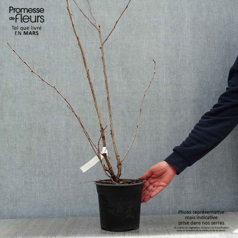 Prunus Accolade - Ciliegio da fiore Vaso da 4L/5L esemplare consegnato in inverno