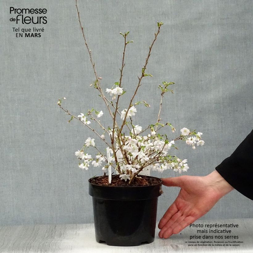 Prunus incisa Mikinori - Ciliegio da fiore Vaso da 3L/4L esemplare consegnato in primavera