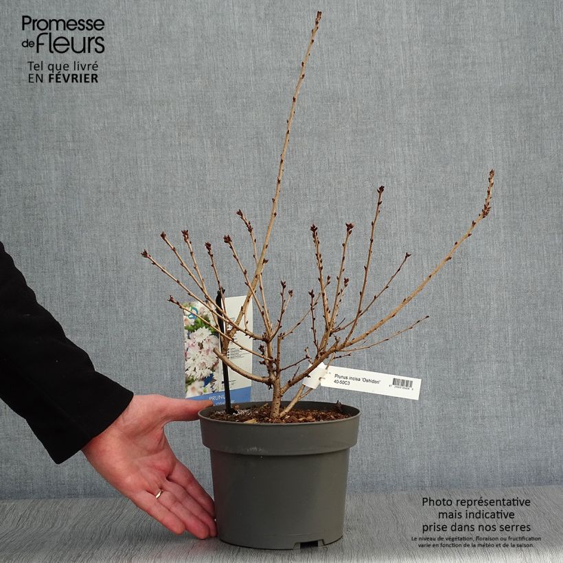 Prunus incisa Oshidori - Ciliegio da fiore Vaso da 2L/3L esemplare consegnato in inverno