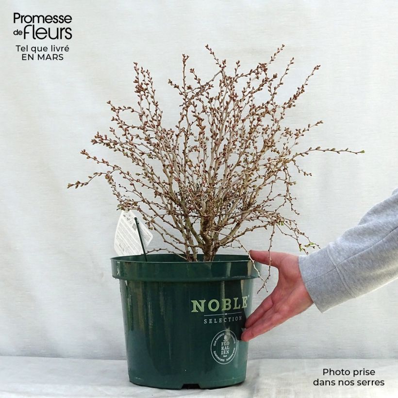 Prunus incisa Kojo no mai - Ciliegio da fiore Vaso da 7,5L/10L esemplare consegnato in primavera