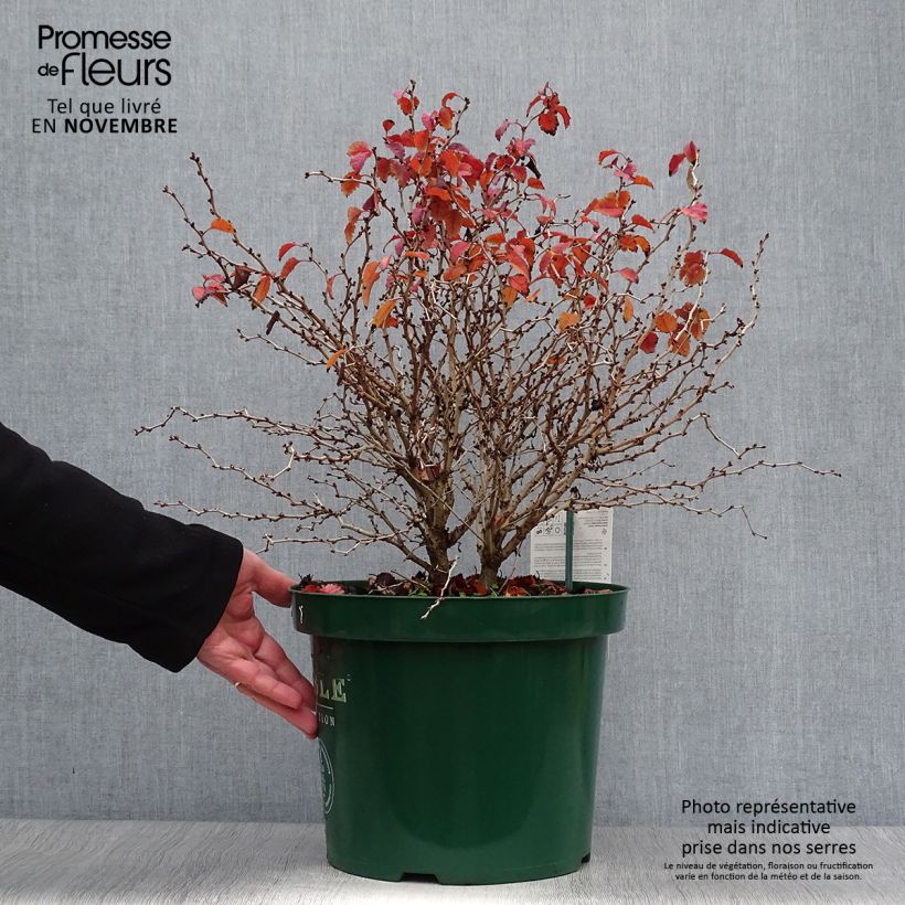 Esemplare di Prunus incisa Kojo no mai - Ciliegio da fiore Vaso da 7,5L/10L come consegnato in autunno