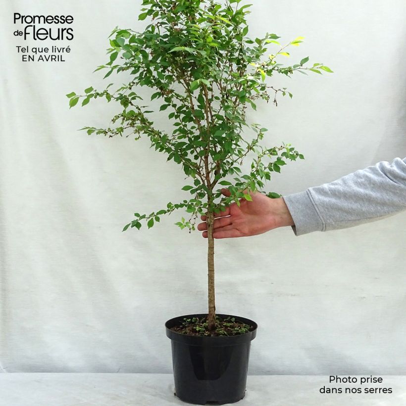 Prunus incisa Kojo no mai - Ciliegio da fiore Vaso da 4L/5L, Vaso impalcato esemplare consegnato in primavera