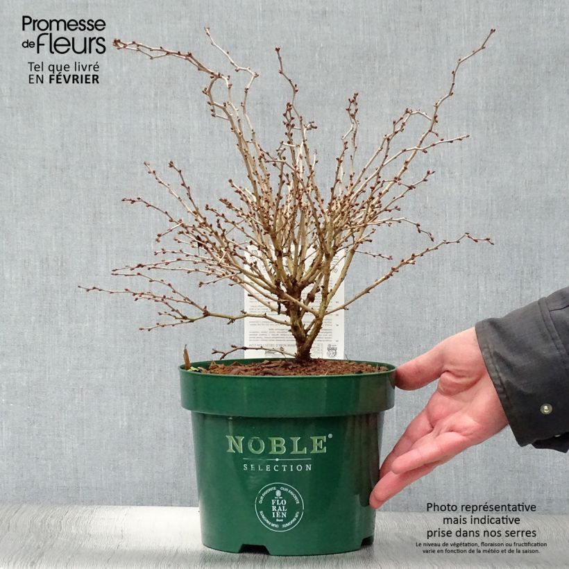 Prunus incisa Kojo no mai - Ciliegio da fiore Vaso da 2L/3L esemplare consegnato in inverno