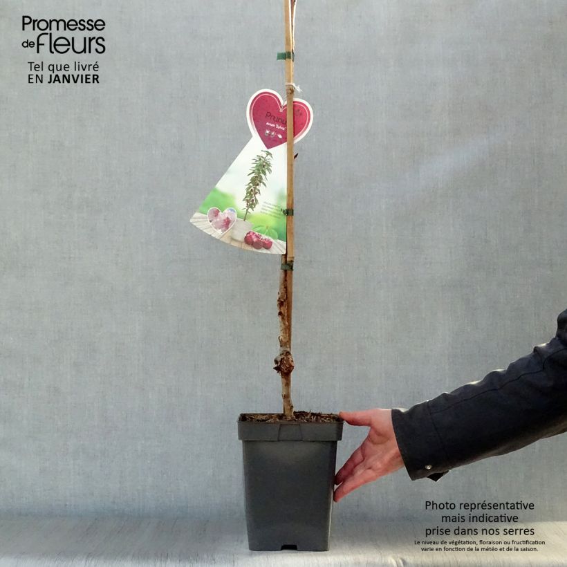 Ciliegio colonnare Sylvia Vaso da 4L/5L, Colonnare esemplare consegnato in inverno