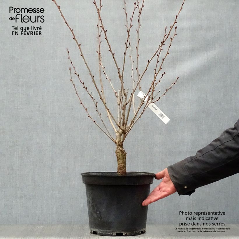 Prunus serrulata Kanzan - Ciliegio da fiore Vaso da 7,5L/10L esemplare consegnato in inverno