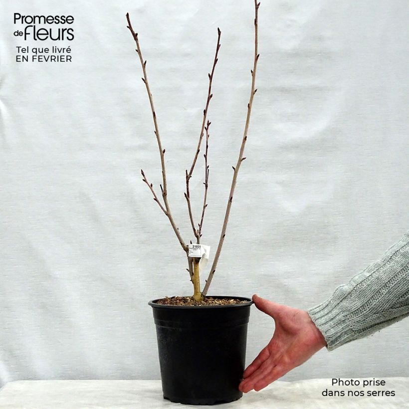 Prunus serrulata Royal Burgundy - Ciliegio da fiore Vaso da 4L/5L esemplare consegnato in inverno