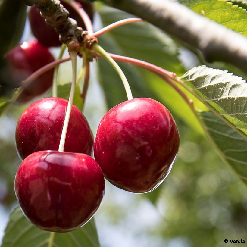 Amareno Fruitality Cherry Baby (Raccolta)