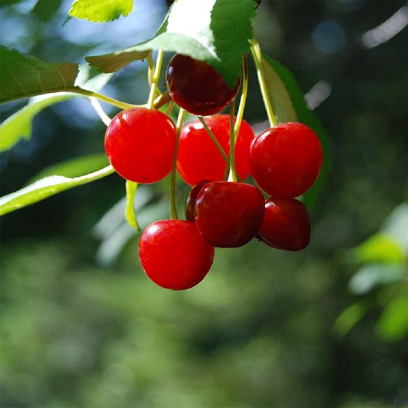 Amareno Cherry Boop (Raccolta)