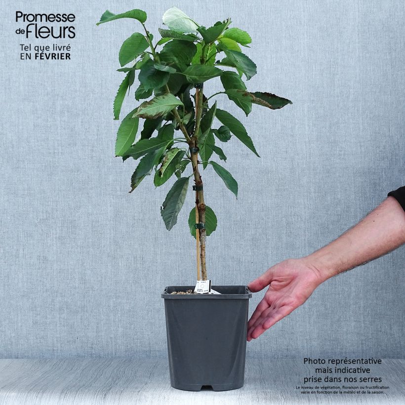 Esemplare di Amareno Fruit Me Cherry Me Vaso da 4L/5L, Nano come consegnato in autunno