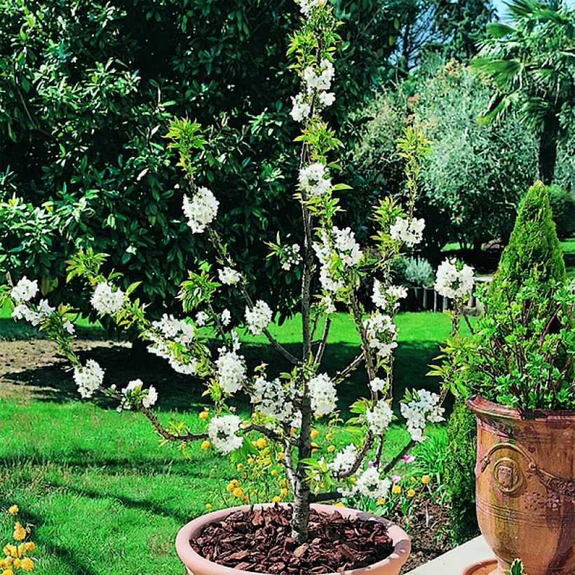 Ciliegio Garden Bing (Fioritura)