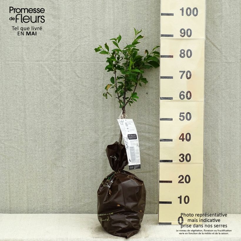 Cerisier nain Griotella - Georges Delbard Motte Prêt-à-planter 1/4 de tige esemplare consegnato in primavera