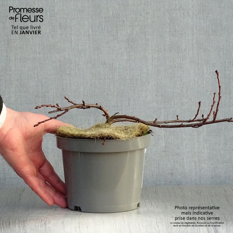 Prunus pumila Depressa - Ciliegio da fiore Vaso da 2L/3L esemplare consegnato in inverno