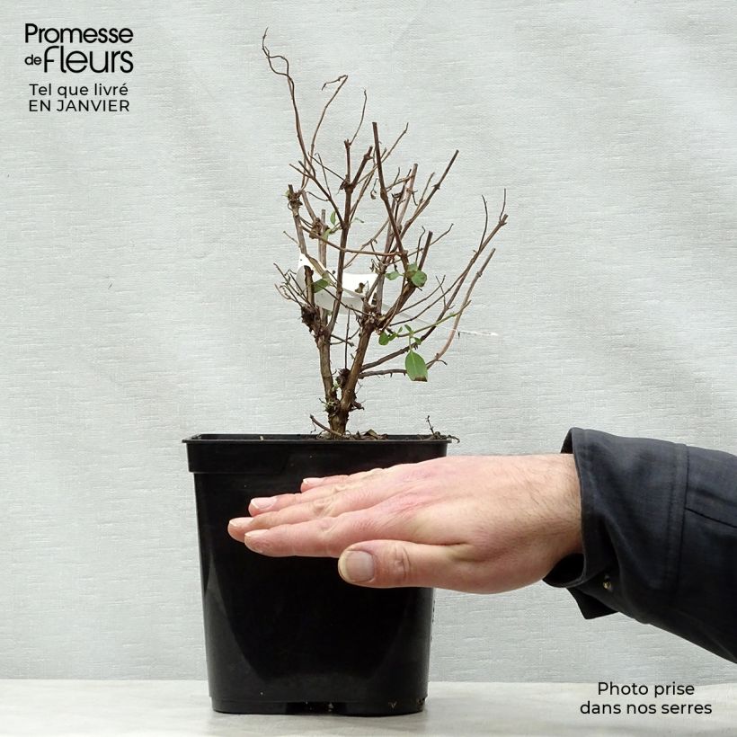 Salvia microphylla Cerro Potosi - Salvia arbustiva Vaso da 2L/3L esemplare consegnato in inverno