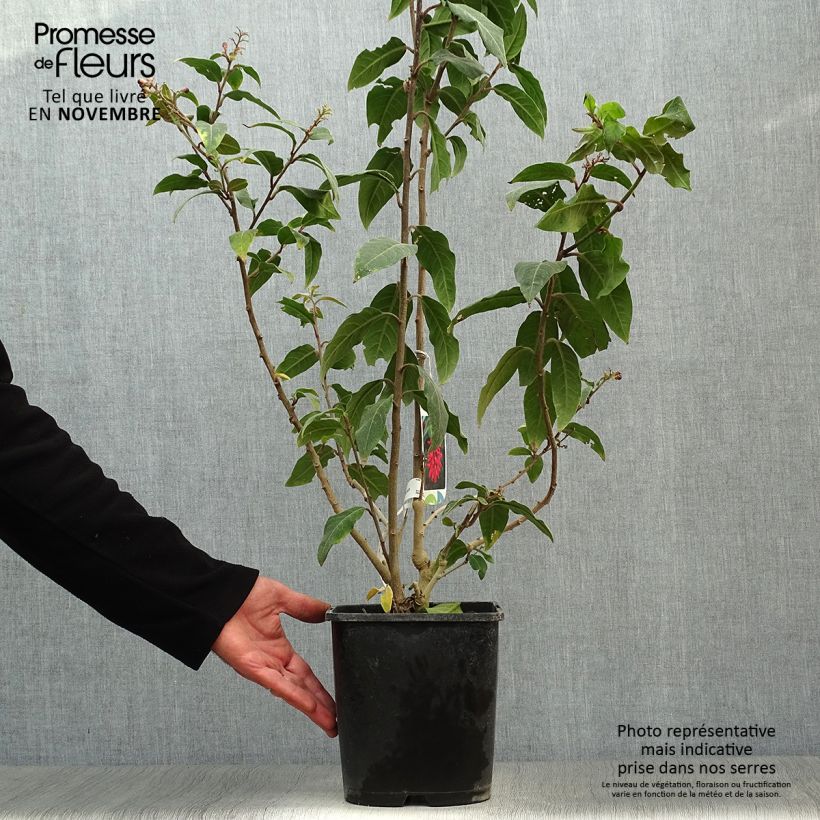 Esemplare di Cestrum elegans Rubrum Vaso da 4L/5L come consegnato in autunno