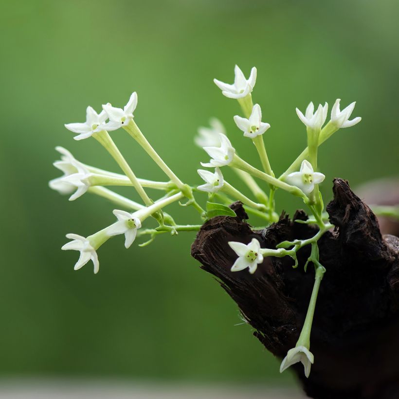 Cestrum nocturnum - Gelsomino notturno (Fioritura)