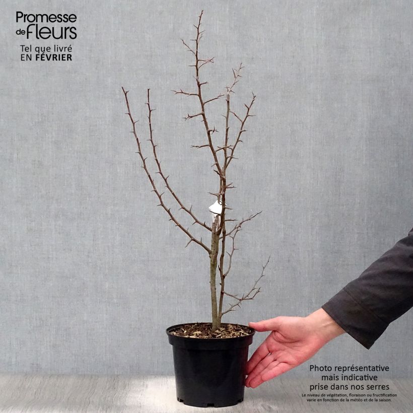 Chaenomeles cathayensis Vaso da 3L/4L esemplare consegnato in inverno