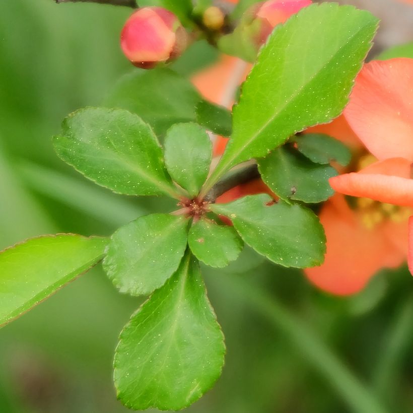 Chaenomeles japonica - Fior di Pesco (Fogliame)