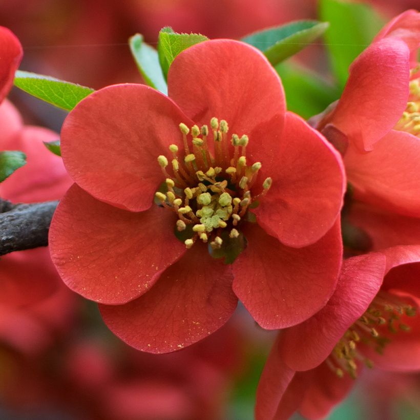 Chaenomeles japonica - Fior di Pesco (Fioritura)
